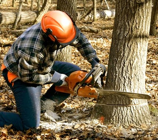 Tree Removal in Silver Lake, KS